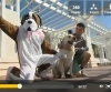 Reportage france 3 pour la Première web tv chien gratuite par eric tramson educateur canin
